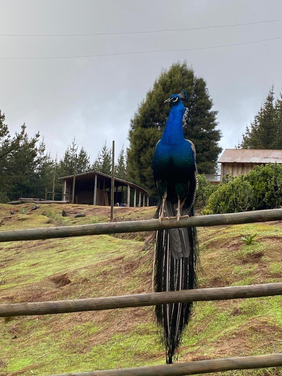 El Rancho Apartamento